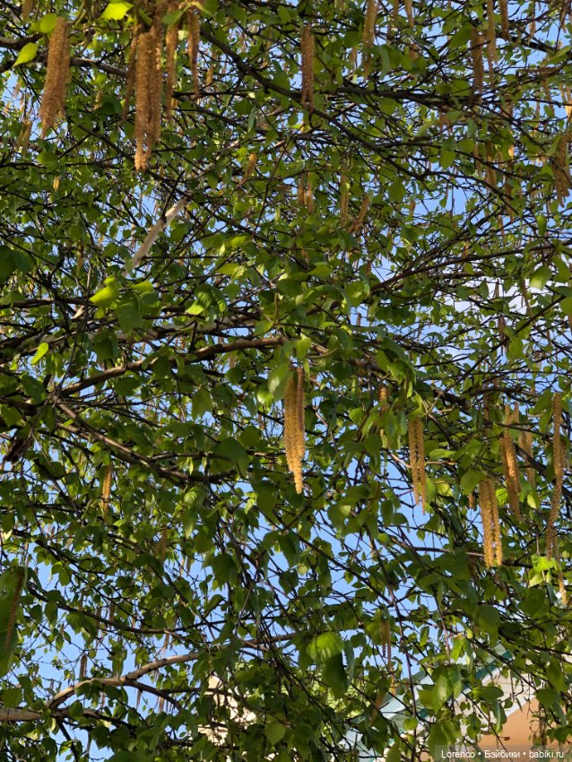 Тюльпаны расцвели — Болталка и разговоры обо всем: жизнь