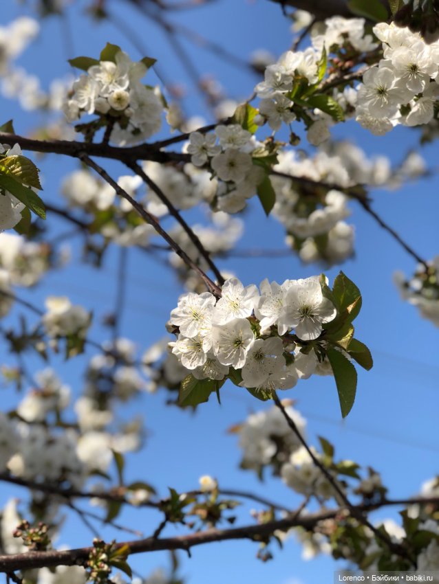 Тюльпаны расцвели — Болталка и разговоры обо всем: жизнь (фото 6)