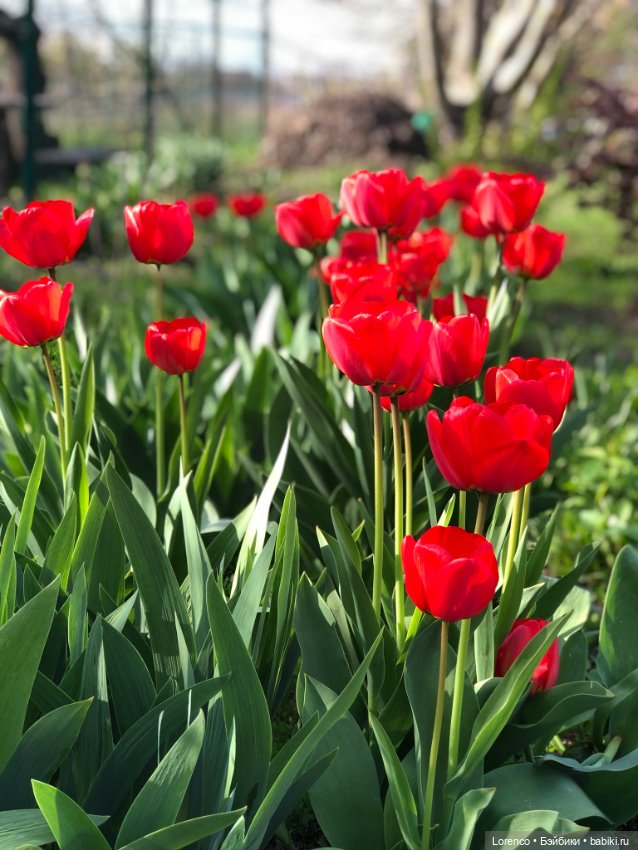 Тюльпаны расцвели — Болталка и разговоры обо всем: жизнь