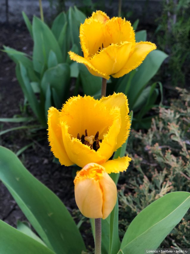 Тюльпаны расцвели — Болталка и разговоры обо всем: жизнь (фото 10)