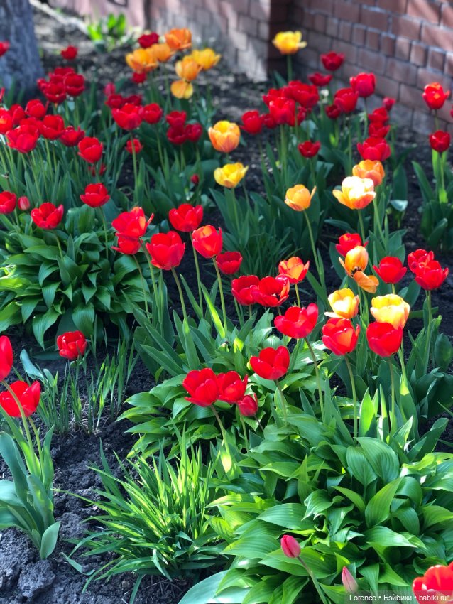 Тюльпаны расцвели — Болталка и разговоры обо всем: жизнь