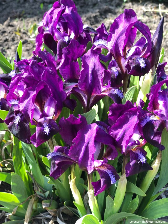 Тюльпаны расцвели — Болталка и разговоры обо всем: жизнь (фото 7)