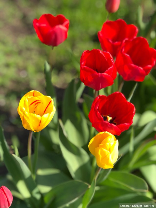 Тюльпаны расцвели — Болталка и разговоры обо всем: жизнь (фото 2)