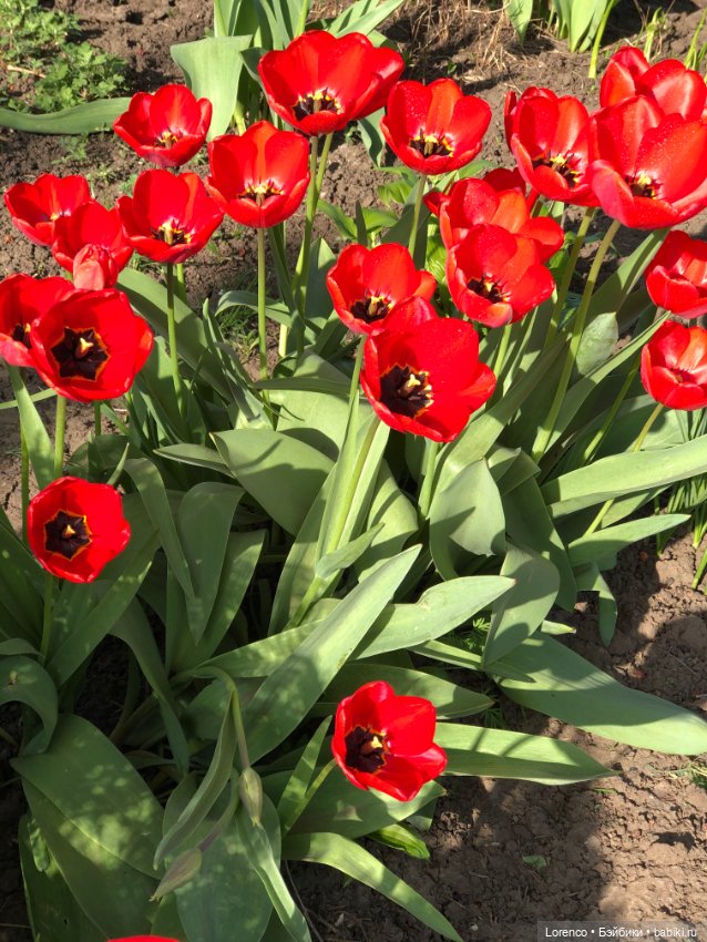 Тюльпаны расцвели — Болталка и разговоры обо всем: жизнь