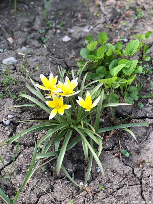 Тюльпаны расцвели — Болталка и разговоры обо всем: жизнь