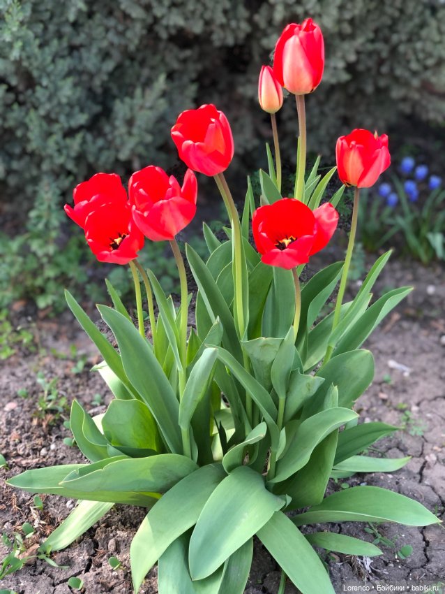 Тюльпаны расцвели — Болталка и разговоры обо всем: жизнь