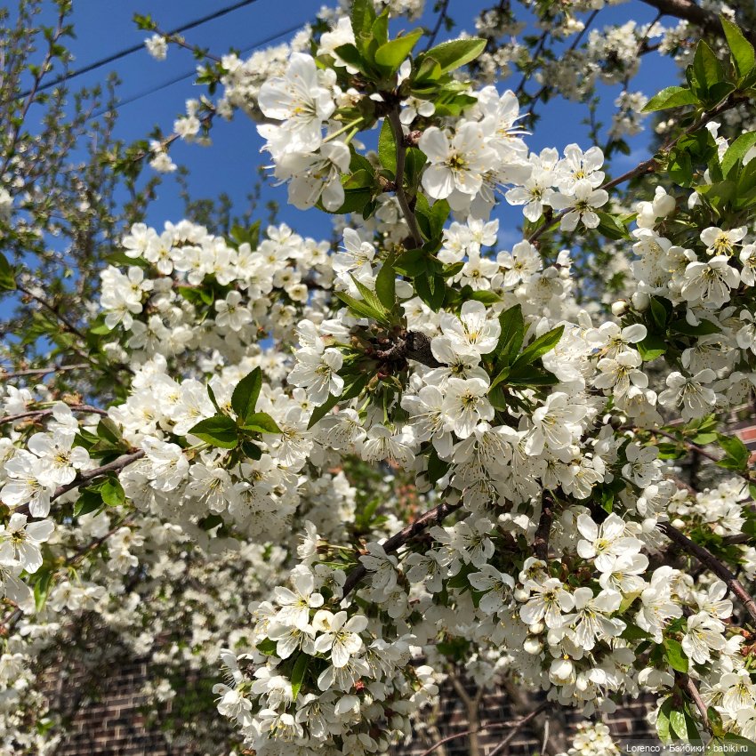 Тюльпаны расцвели — Болталка и разговоры обо всем: жизнь (фото 3)