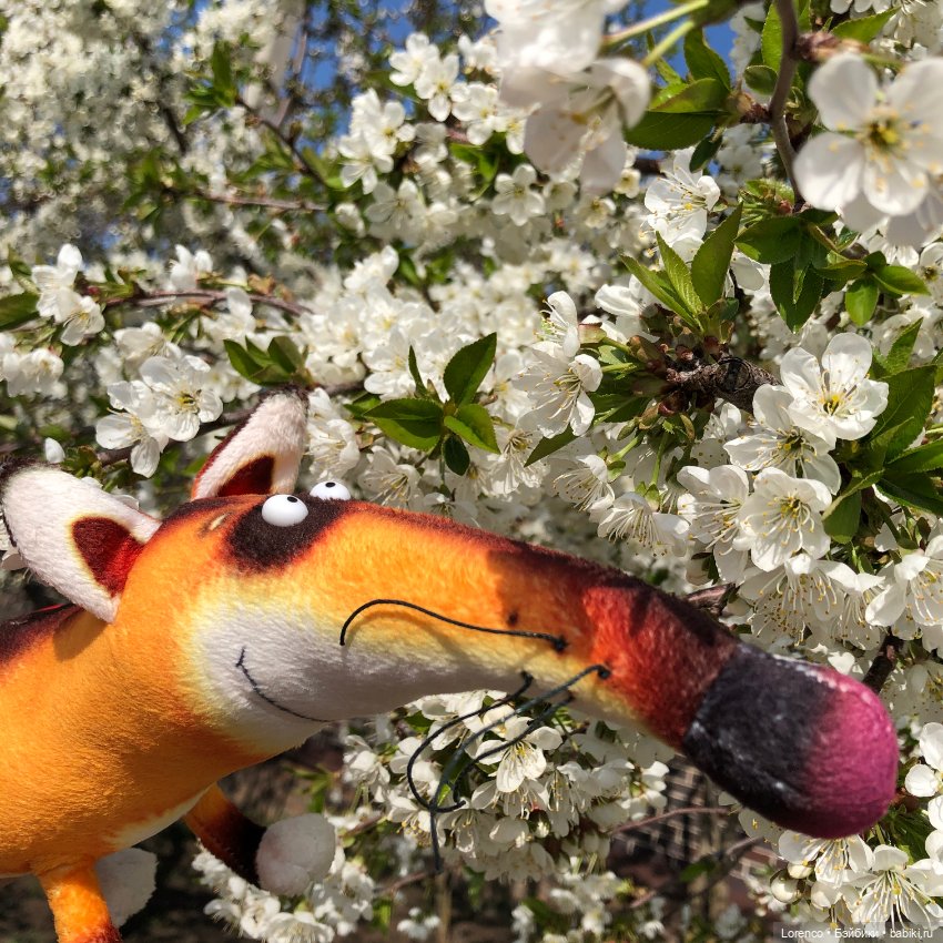 Тюльпаны расцвели — Болталка и разговоры обо всем: жизнь (фото 5)