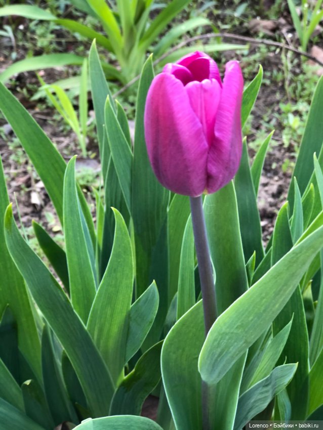 Тюльпаны расцвели — Болталка и разговоры обо всем: жизнь