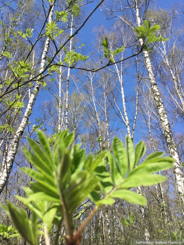 Кошачьи монпансье — Куклы с Алиэкспресс (Aliexpress): Китайские шарнирные