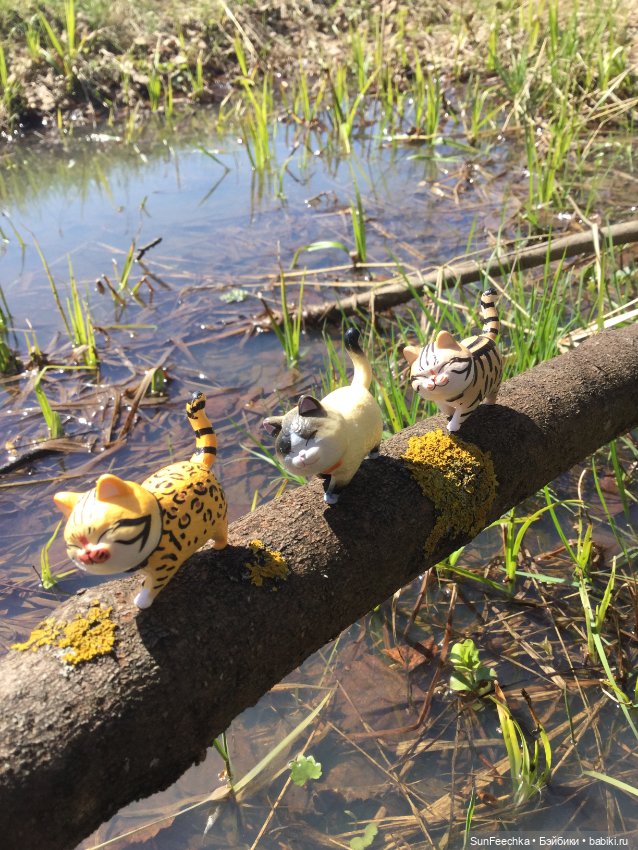 Кошачьи монпансье — Куклы с Алиэкспресс (Aliexpress): Китайские шарнирные