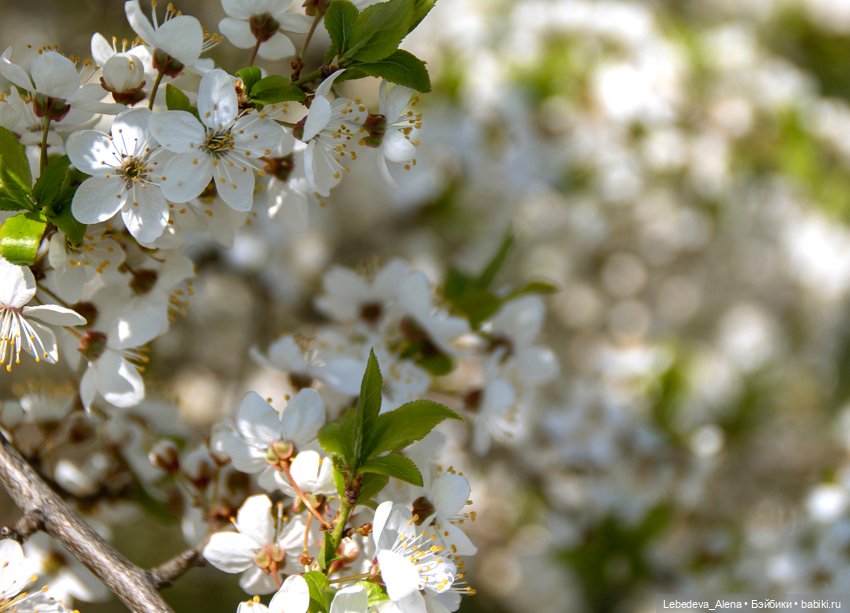 Цветок в цветах — Куклы Dollshe Craft (Доллше): BJD (БЖД) (фото 4)