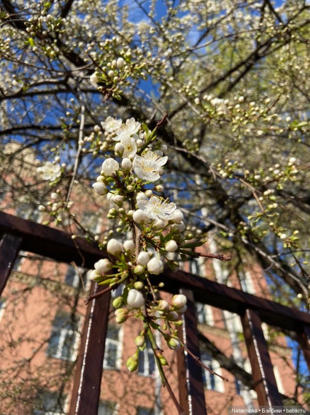 Fashion Dolls 217 — Куклы Звезды подиума (Angel Collection): шарнирные (фото 8)