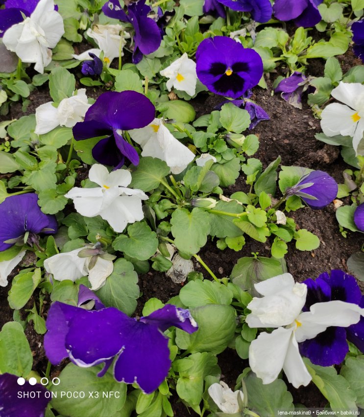 Лизонька (ВДНХ) Пасха — Куклы Baboliy (Баболи