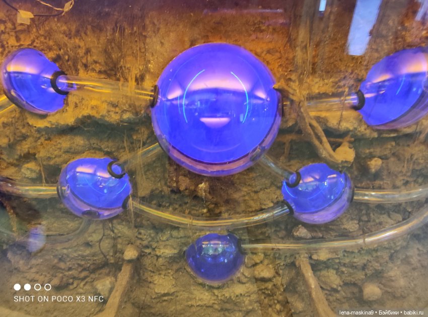 Лизонька (ВДНХ) - выставки