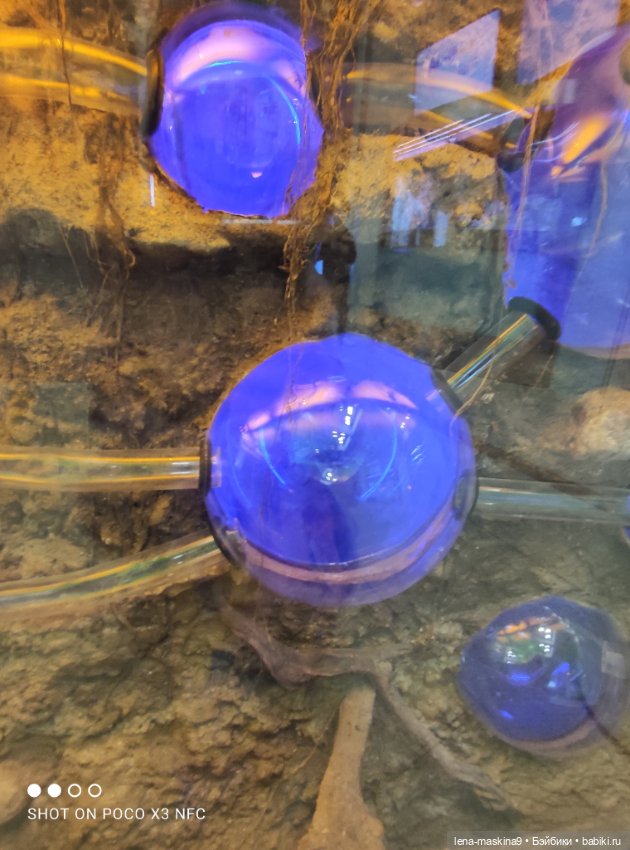 Лизонька (ВДНХ) - выставки