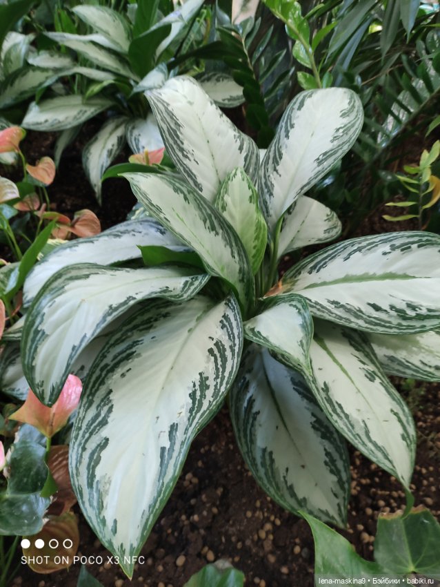 Лизонька (ВДНХ) - выставки