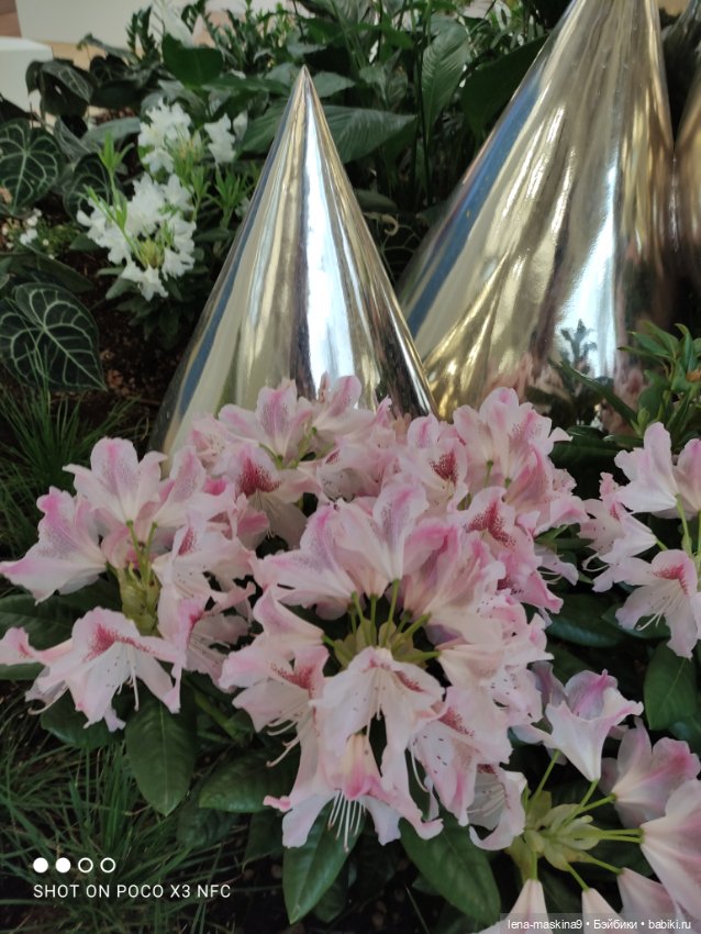 Лизонька (ВДНХ) - выставки