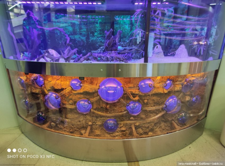 Лизонька (ВДНХ) - выставки