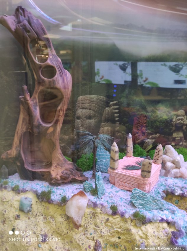 Лизонька (ВДНХ) - выставки