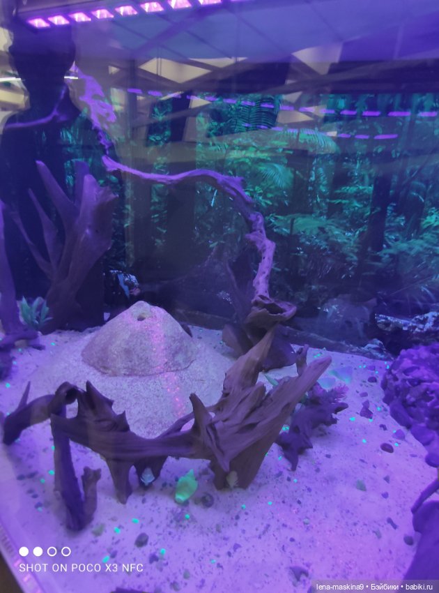 Лизонька (ВДНХ) - выставки