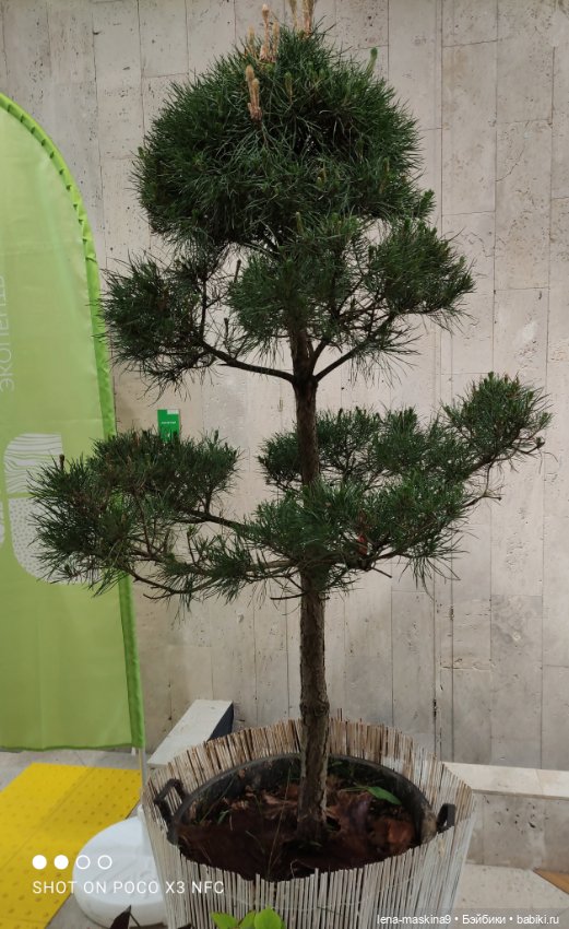 Лизонька (ВДНХ) - выставки