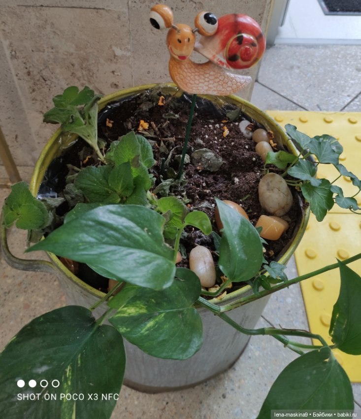 Лизонька (ВДНХ) - выставки