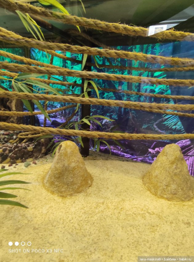 Лизонька (ВДНХ) - выставки