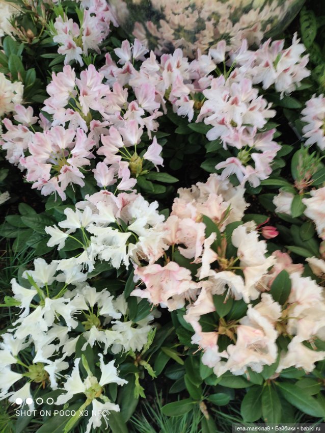 Лизонька (ВДНХ) - выставки