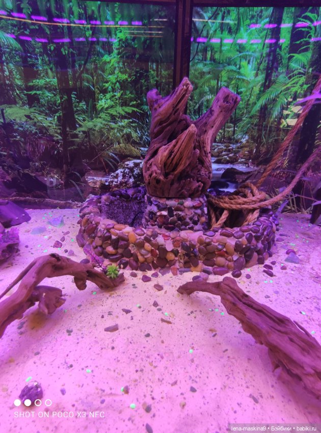 Лизонька (ВДНХ) - выставки