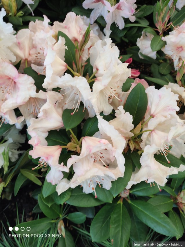 Лизонька (ВДНХ) - выставки