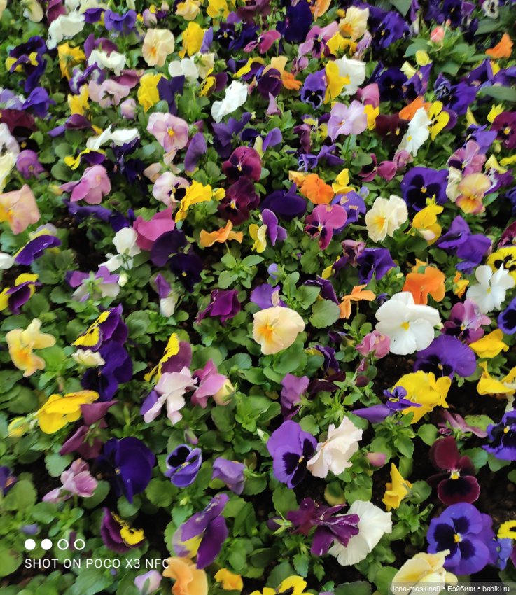 Лизонька (ВДНХ) - выставки