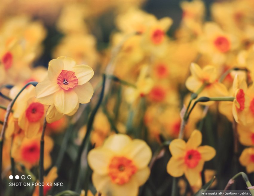 Лизонька (ВДНХ) - выставки