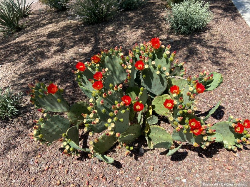 Евочки в парке или весна в Аризоне (фото 5)