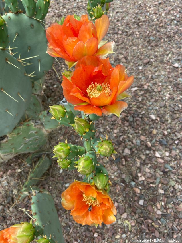 Евочки в парке или весна в Аризоне (фото 3)