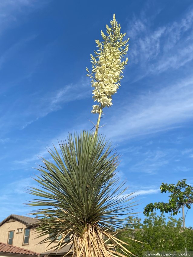 Евочки в парке или весна в Аризоне (фото 8)