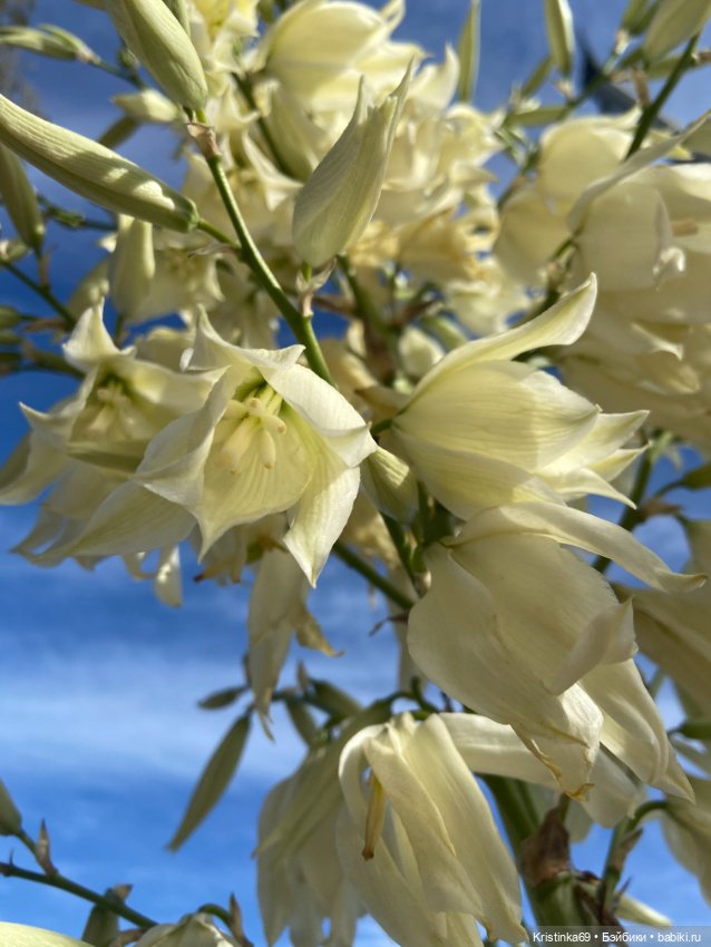 Евочки в парке или весна в Аризоне (фото 9)