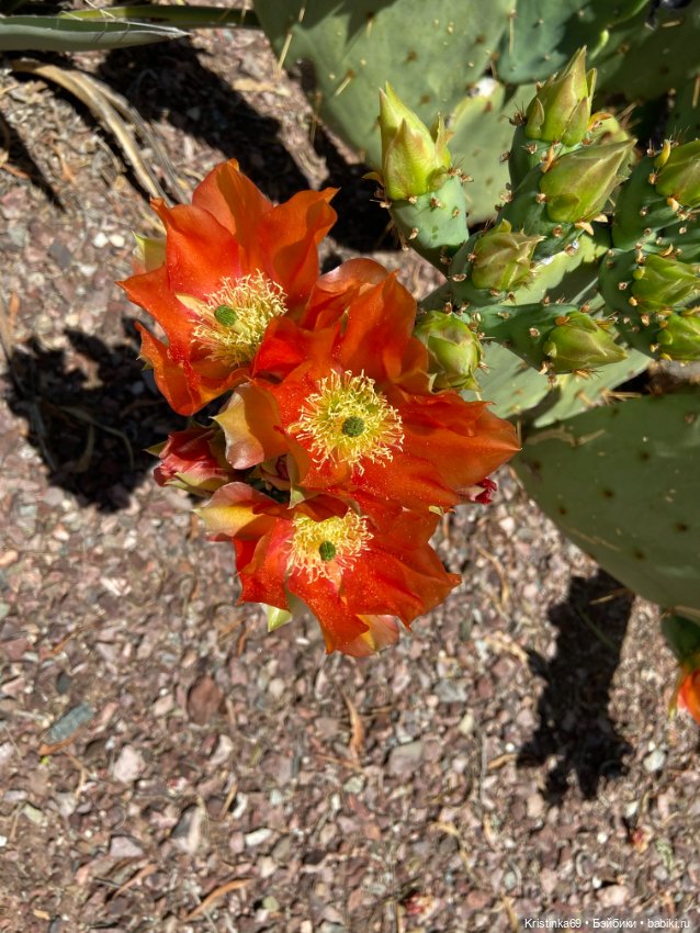 Евочки в парке или весна в Аризоне (фото 4)