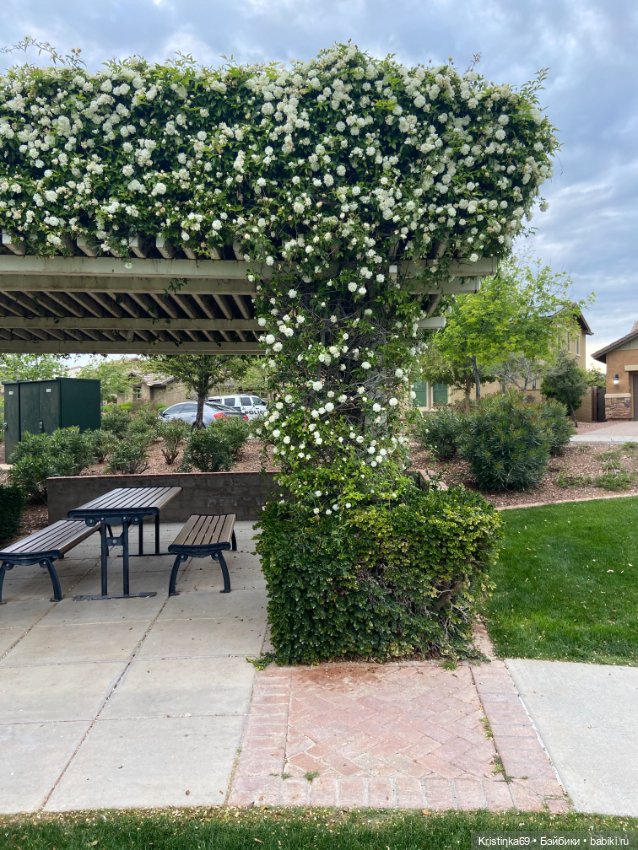 Евочки в парке или весна в Аризоне