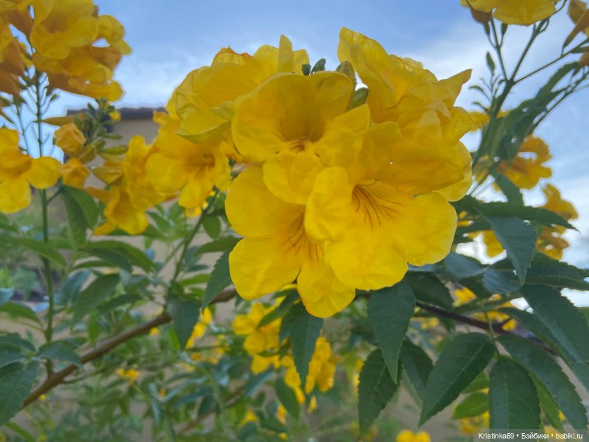 Евочки в парке или весна в Аризоне (фото 6)