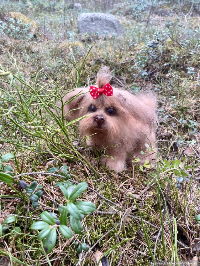 Реалистичная Аська — Вязаные игрушки и амигуруми: крючком (фото 8)