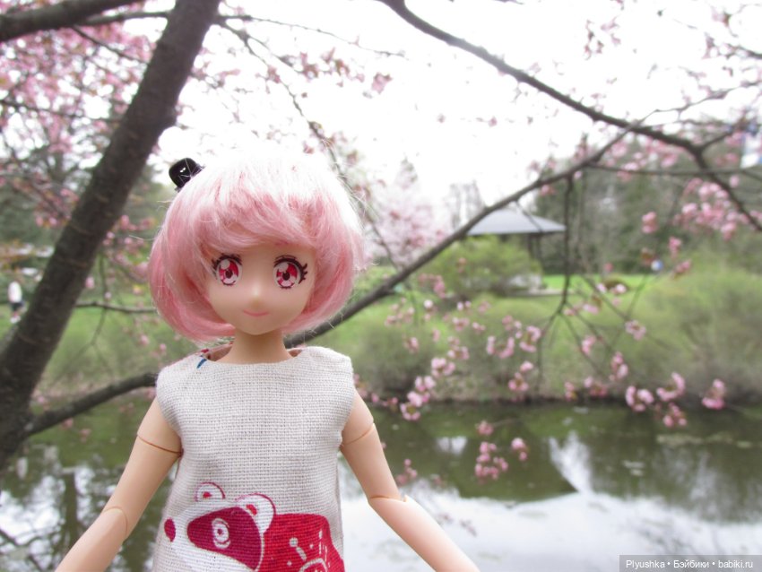 Цветение сакуры для Касуми. Часть 2. Ханами