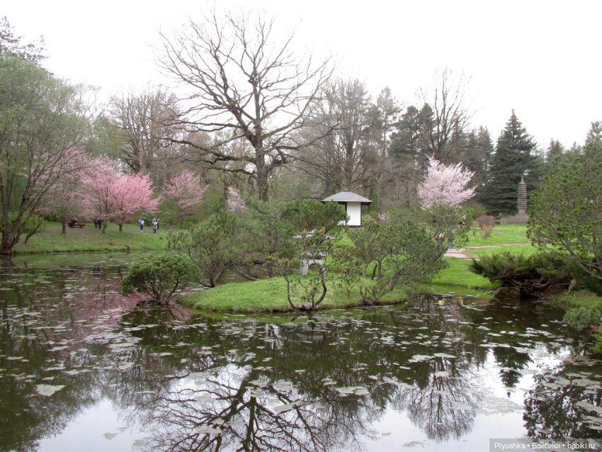 Цветение сакуры для Касуми. Часть 2. Ханами