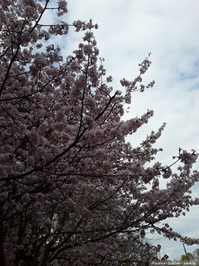Цветение сакуры для Касуми. Часть 2. Ханами (фото 4)