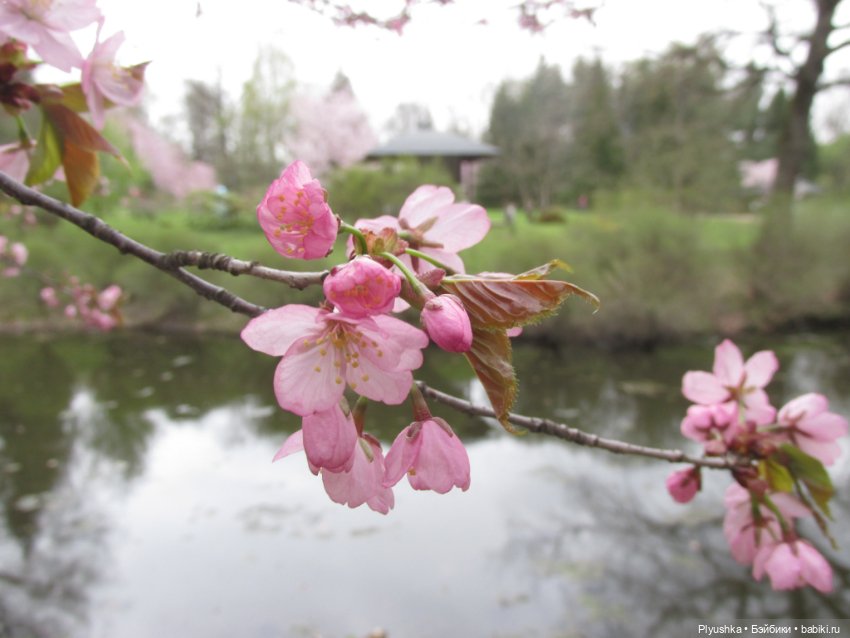 Цветение сакуры для Касуми. Часть 2. Ханами (фото 10)