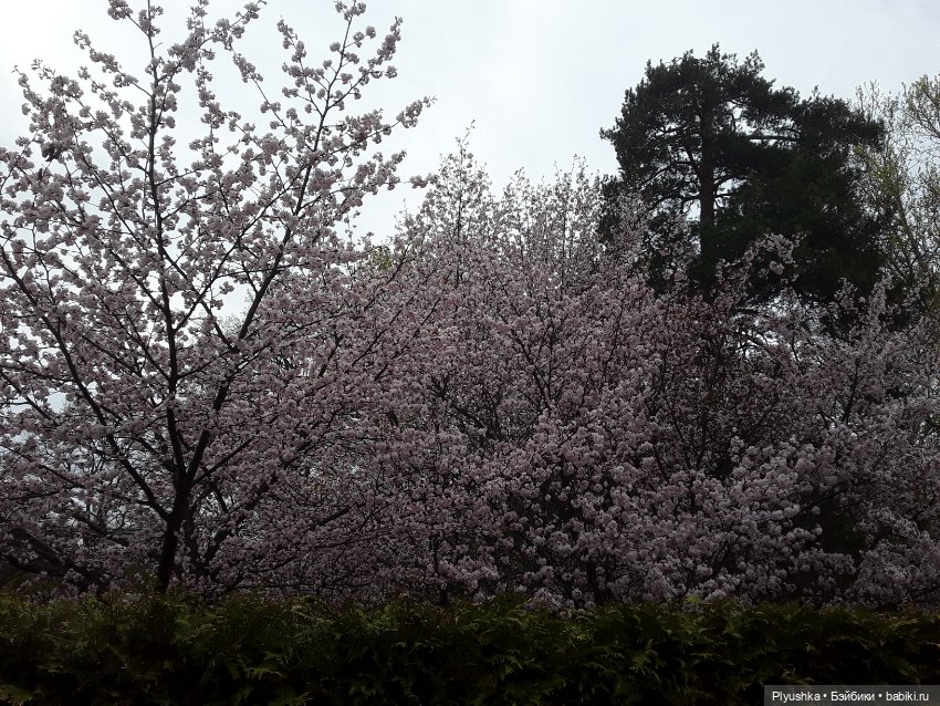 Цветение сакуры для Касуми. Часть 2. Ханами (фото 3)