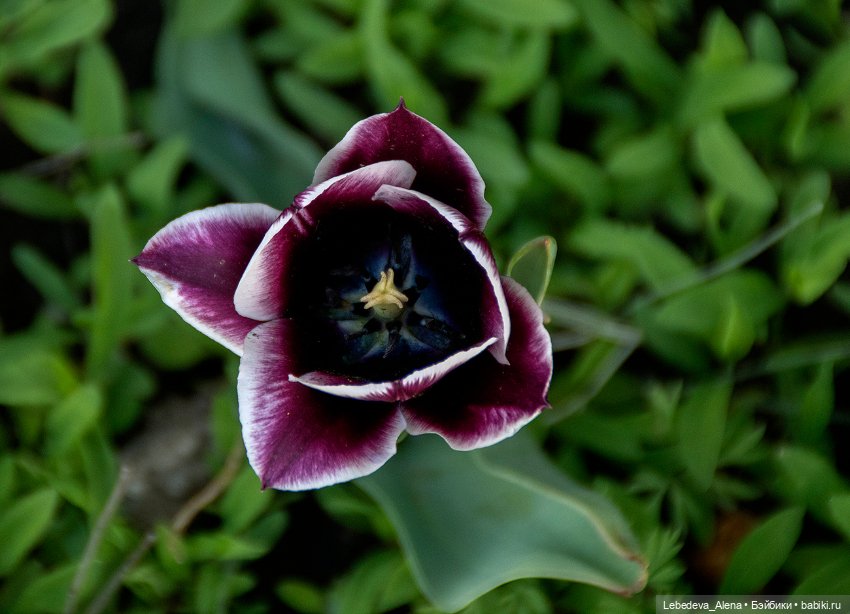 По традиции - цветы — Болталка и разговоры обо всем: жизнь