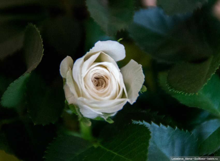 По традиции - цветы — Болталка и разговоры обо всем: жизнь