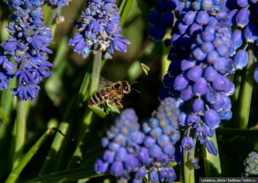 По традиции - цветы — Болталка и разговоры обо всем: жизнь (фото 10)