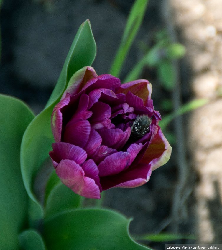 По традиции - цветы — Болталка и разговоры обо всем: жизнь